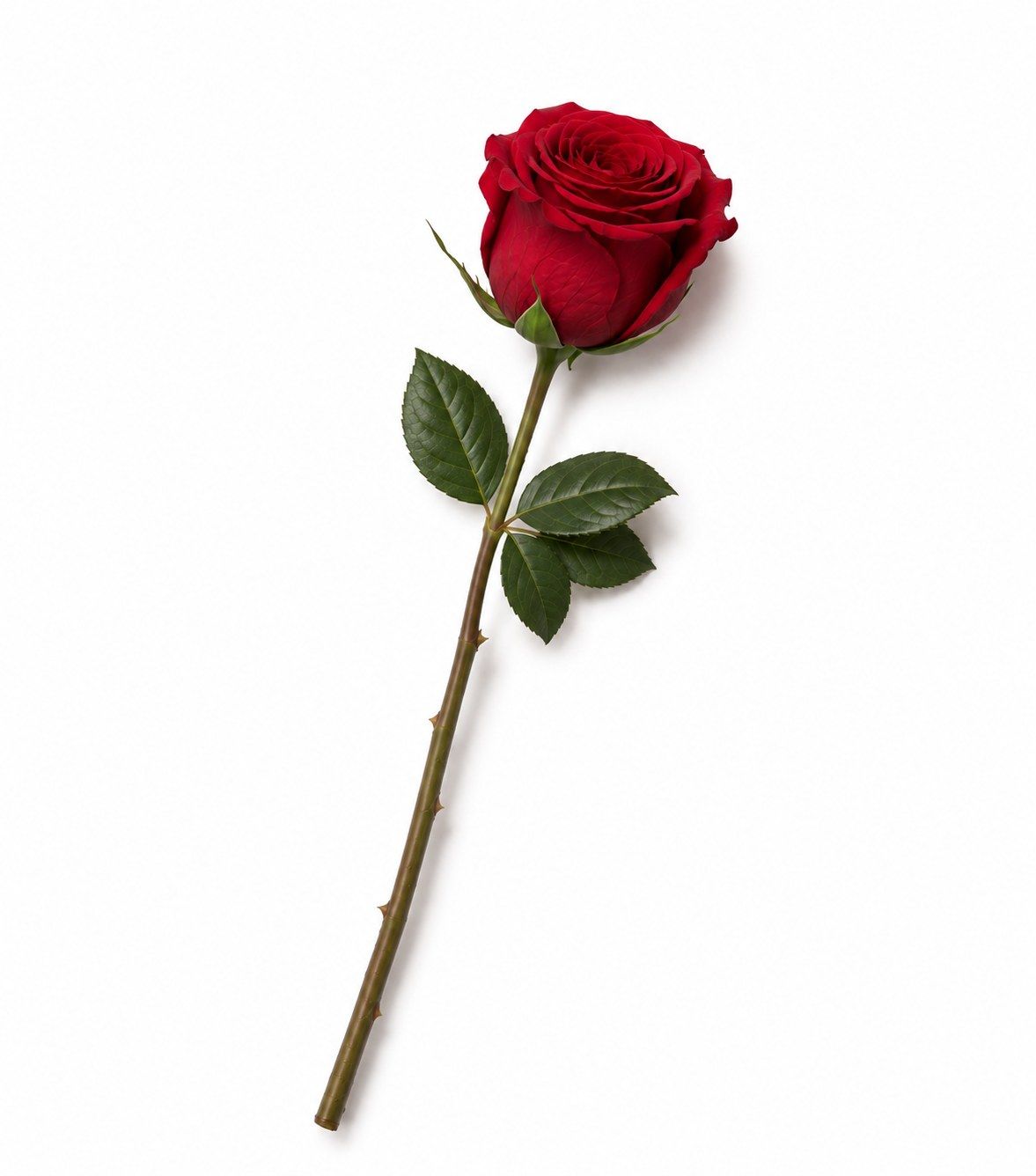 The Lasting Rose