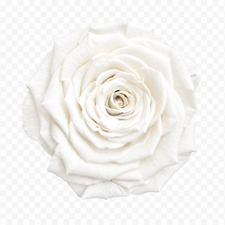 7 Lasting Roses in a Hatbox