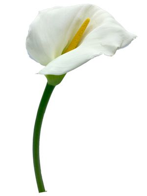 Calla Lily