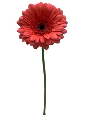 Salmon Gerbera Daisy