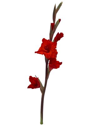 Red Gladiola