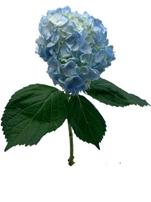 Blue Hydrangea