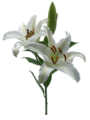 White Lily