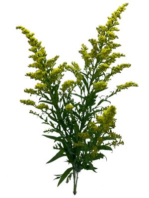 Solidago