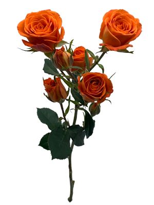 Orange Spray Rose